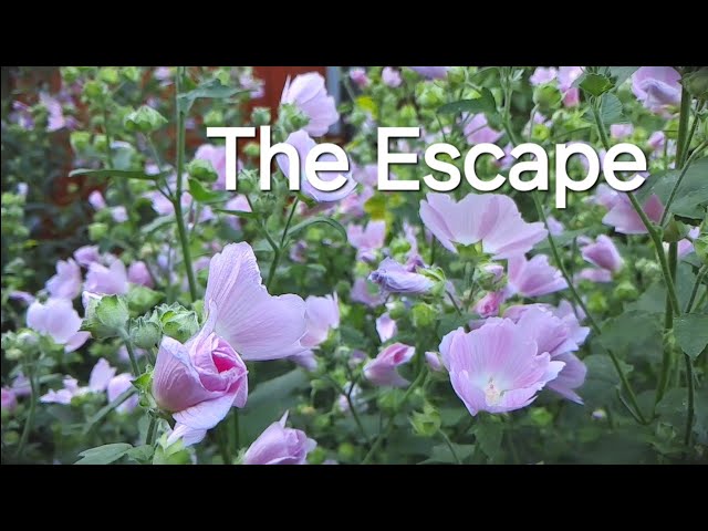 The Escape | 1-Minute Short Film