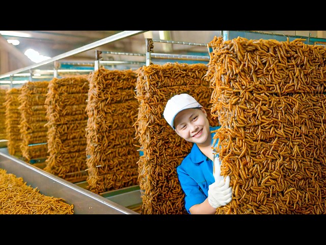 How Billions of MEALWORM Are Raised and Processed by Chinese Farmers in Big Farm - MEALWORM Farming