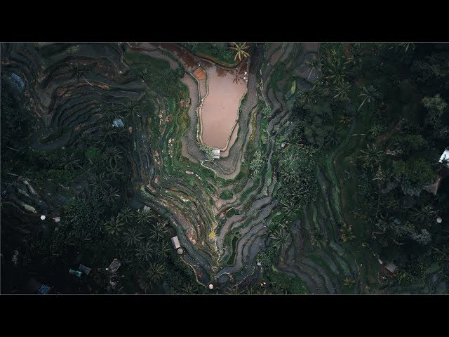 Dawn over Bali's Rice Fields | 4k Cinematic Short Film