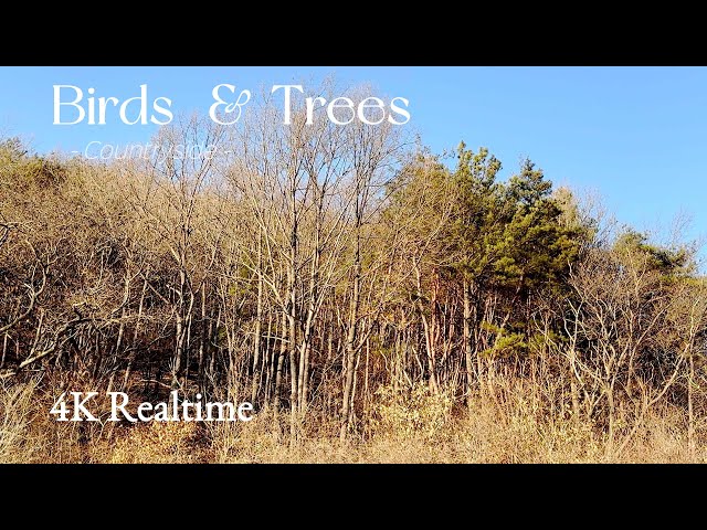 (4K) Realtime Relaxing Birds and Trees Sounds