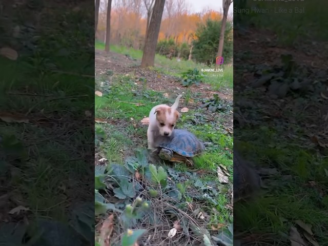 can I join you? 🐢🍃🐶🌳 #dog #jamone #love