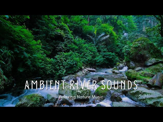 Relaxing Forest Sounds Nature Water Sounds For Deep Sleep, Meditation, Relaxation