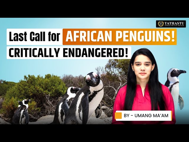 Critically Endangered: The African Penguin's Story | By Umang Ma'am | Tathastu ICS | UPSC EXAM