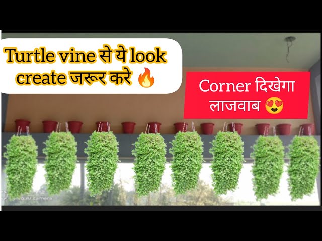 Turtle vine से बनाया एक अदभुत look 😍turtle vine से सजाएं अपने गार्डन को🤞#gardening #flowers #garden