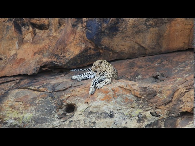 Leopard Lying on a Rock - Wildlife Videos from Africa.