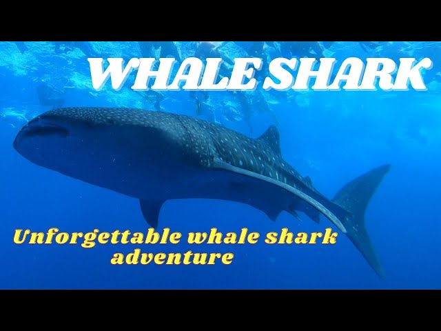 The Gentle Giants of the Maldives: An Unforgettable Whale Shark Experience in the MALDIVES!