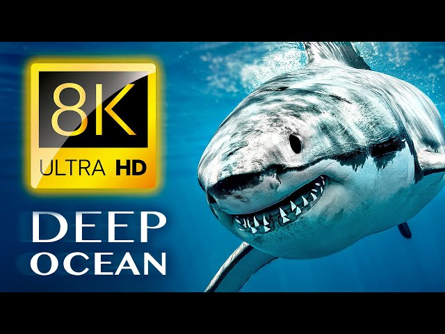 THE DEEP OCEAN | 8K TV ULTRA HD / Full Documentary