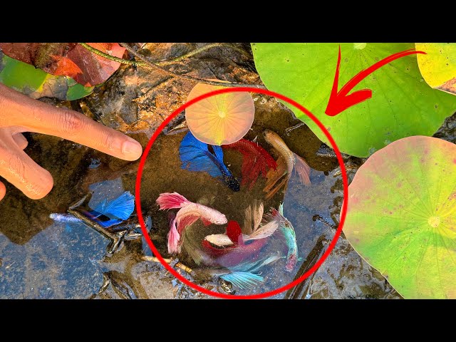 Betta Fish in the Wild Betta Fishing from A Natural Habitat Adventure So Amazing Catching Betta Fish