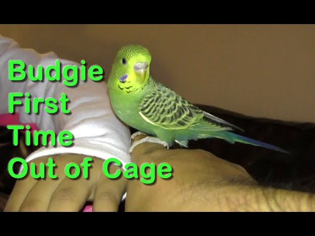 Budgie Let Out of Cage for the First Time - Parakeet Care (5)