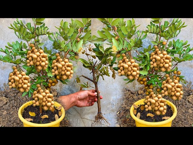 Cutting And Propagate Longan Tree With Aloe Vera In Coconut Fruit  Longan Tree Growing