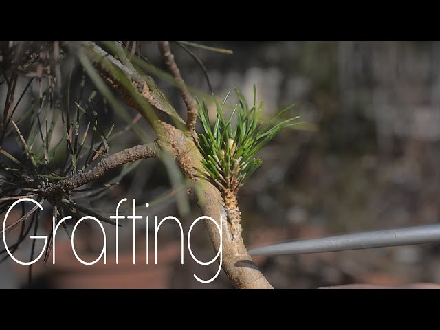 Grafting MINI Pines For Bonsai - Arkefthos Bonsai