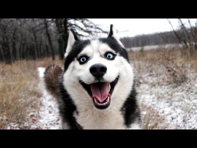 🤣Funny Animals Videos 2020🤣Best Of The 2020 Funny Animal Videos #2 😁