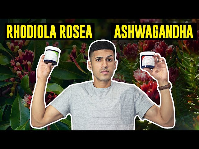 Ashwagandha vs. Rhodiola Rosea (My Favorite?)