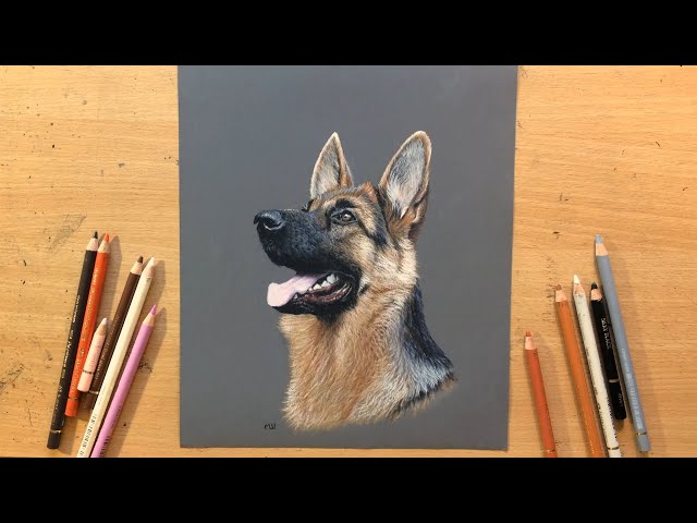 German Shepherd - Colored Pencil Drawing