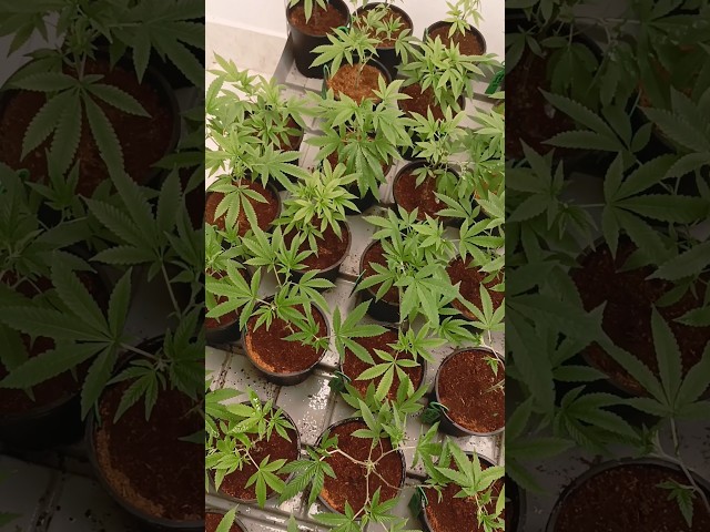 "Proper watering keeps cannabis seedlings healthy! #CannabisGrowth #PlantCare" #gardening #plants