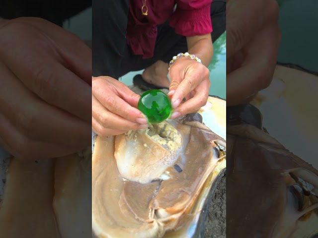 😲😱Girl Finds Century-Old Giant Clam