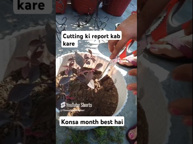 Reporting kab kare #viralvideo #indoorplants #youtubeshorts #plants #gardening #houseplant