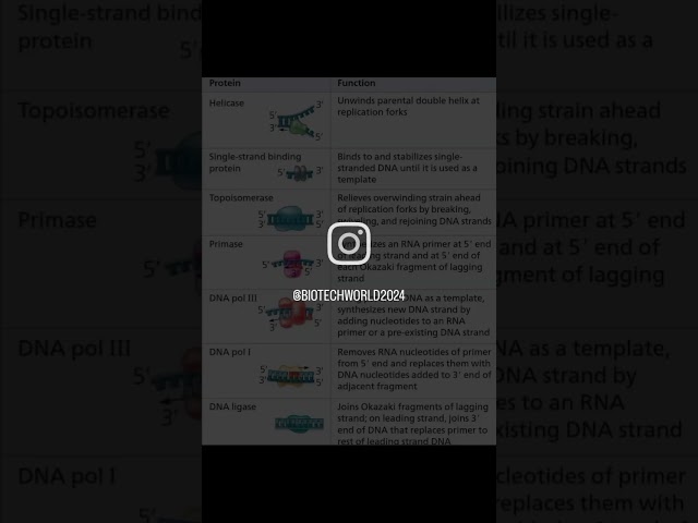 Enzymes of DNA replication#biotechnology