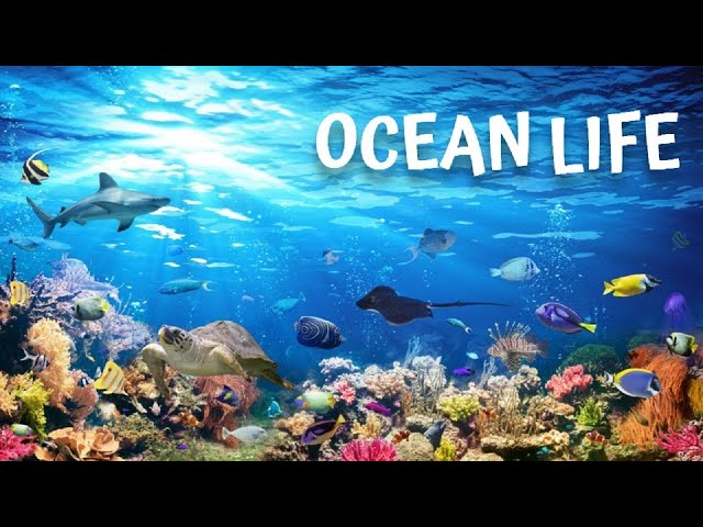 Ocean Life  Documentary: Unveiling the Mysteries Beneath the Waves #ocean #documentary