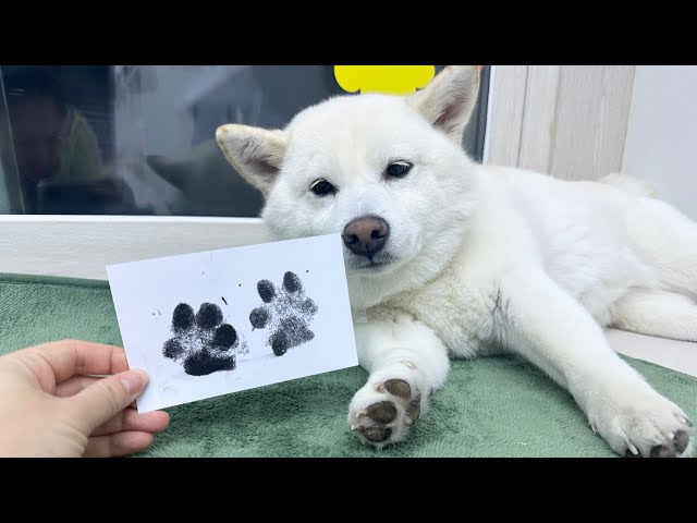 시바견 곰이탱이여우 Shiba GTY 라이브 스트리밍 중