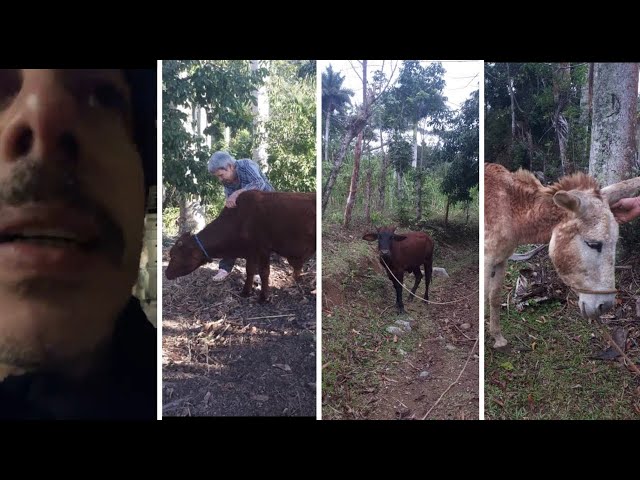 LE Decomisan los anímales a la madre de 78 años, de Ariel Ruiz Urquiola