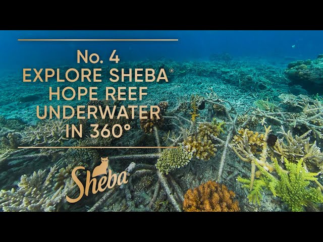 No. 4 Explore Sheba Hope Reef underwater in 360° | Coral Restoration | Sheba Hope Grows