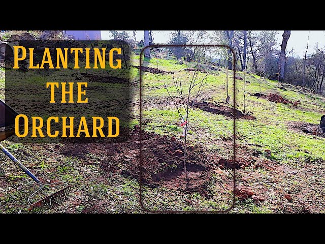 PLAN-ting THE ORCHARD | BUILDING A HOMESTEAD