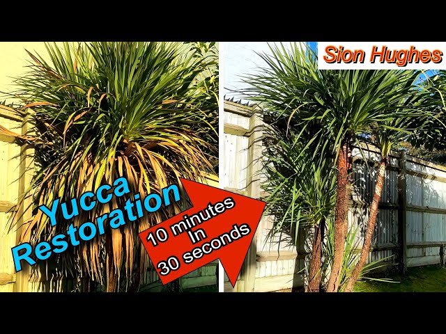 Yucca  plant restoration