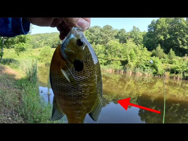 The BEST Bluegill BAIT That's NOT Worms! | SIMPLE Fishing Technique!