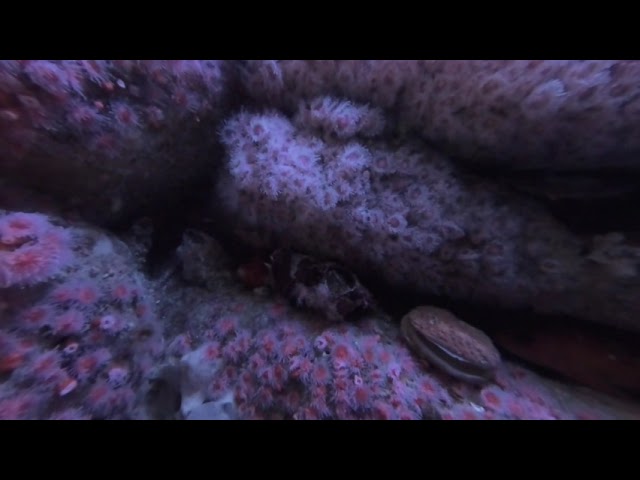 Coral in VR180 3D 4K at Monterey Aquarium - California, USA