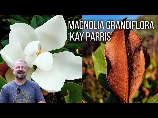 Magnolia grandiflora ‘Kay Parris’ - Incredibly Fragrant Flowers