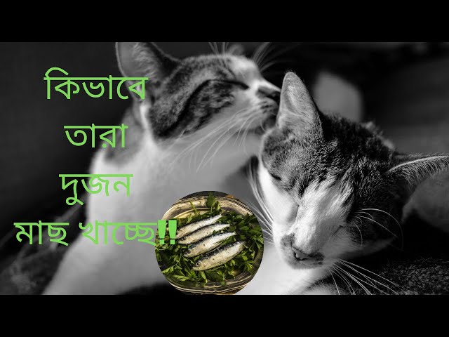 কিভাবে তারা দুজন মাছ খাচ্ছে!! বিড়াল বিড়াল! cat cat