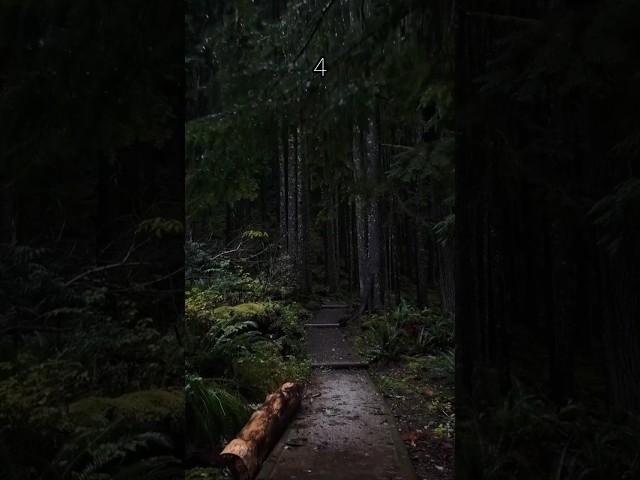 Which road would you choose to walk alone ✨🚶#relaxing #vibes #aesthetic #peace #nature #asmr