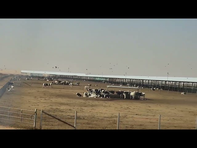 Almarai Dairy Farm Visit #saudiarabia 🇸🇦