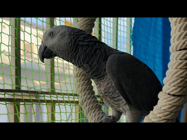 Cherry loves to spend time in balcony || Smart Africangrey parrot doing funny things #cherry #birds