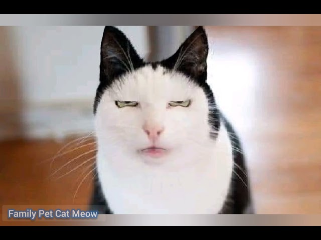 Family Pet Cat Meow sing song | Cat Video