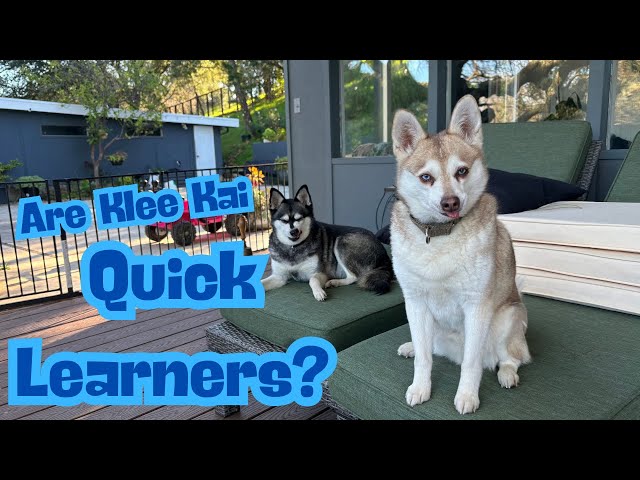 Are Alaskan Klee Kai Quick Learners?