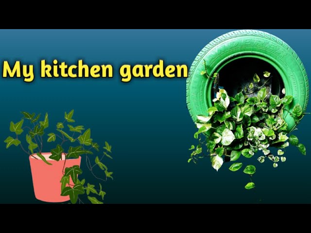 my kitchen garden