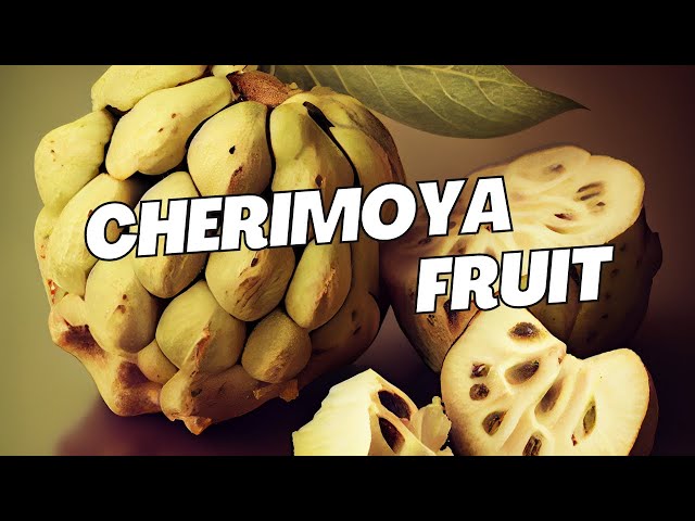 Eating Cherimoya the most delicious fruit on earth