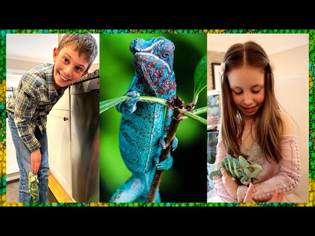 Amazing Chameleons | Chameleons Galore | Chameleon Facts for Kids