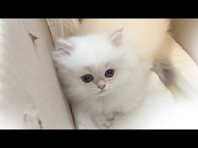 sub) A kitten met a dog for the first time in its life! The first day