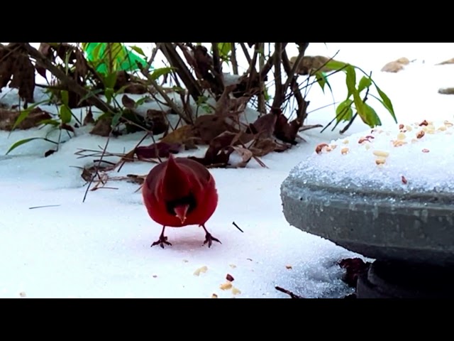 Learn your birds! How do they stay warm in the cold weather?