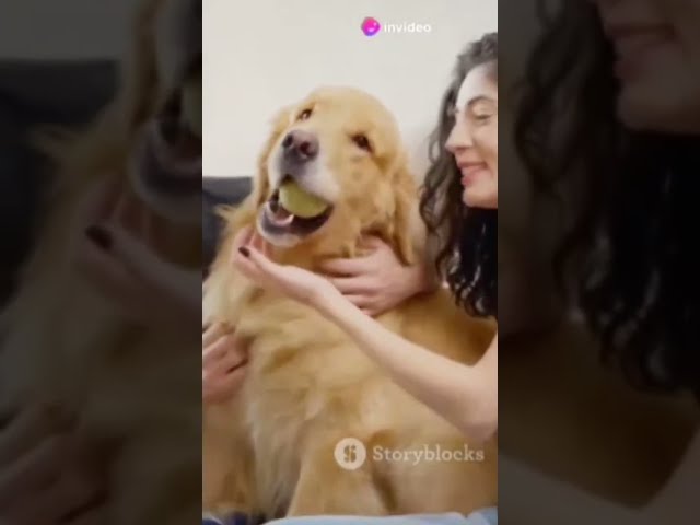 Awesome dogs #vertical #livestream #shortsfeed #shortsbeta