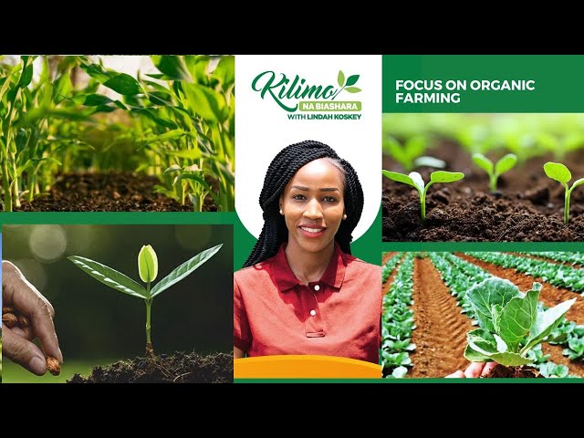 Focus On Organic Farming | Kilimo na Biashara