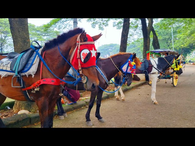 NAIK KUDA DELMAN - ONDEL ONDEL BADUT JOGET - POK AME AME BELALANG KUPU KUPU - NAIK DELMAN ISTIMEWA