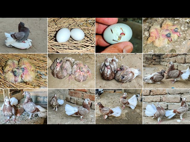 Pigeon Baby Growth Day by Day | 32 Days of Amazing Progress | Rare Pigeons