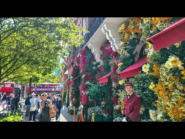 LONDON: CHELSEA IN BLOOM 2024 🍓 ‘Floral Feasts’ Flower Displays, Kings Road & Sloane Square 🌺 4K HDR