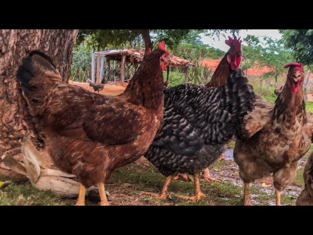 Rustic free-range chicken🐔 for egg production🥚 Is it worth it?