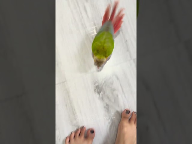 #lovebird #parrot #birb #parrrot #cute #funny #birds #pets #shortvideo #shortsfeed #short #shorts