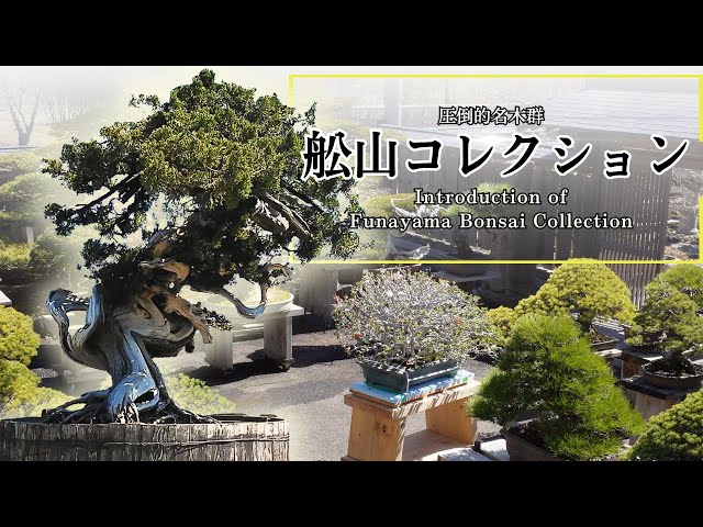 Introduction of Funayama Bonsai Collection -Collection of famous bonsai from private collections-